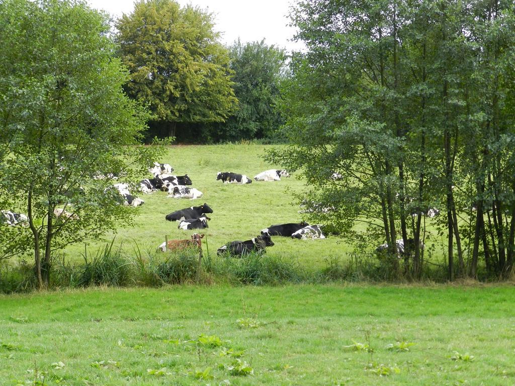 Gite La Grenouillere Esqueheries Exterior foto